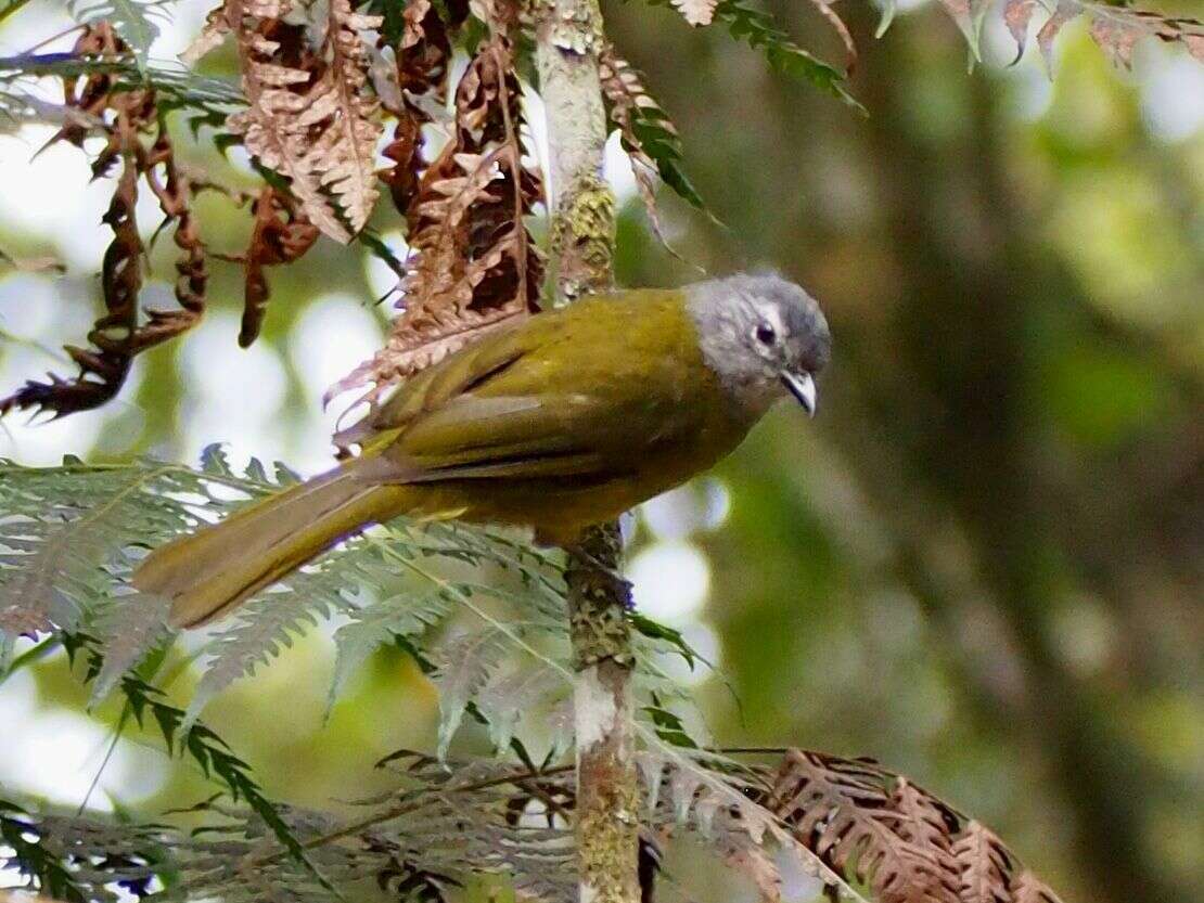 Arizelocichla nigriceps (Shelley 1889)的圖片