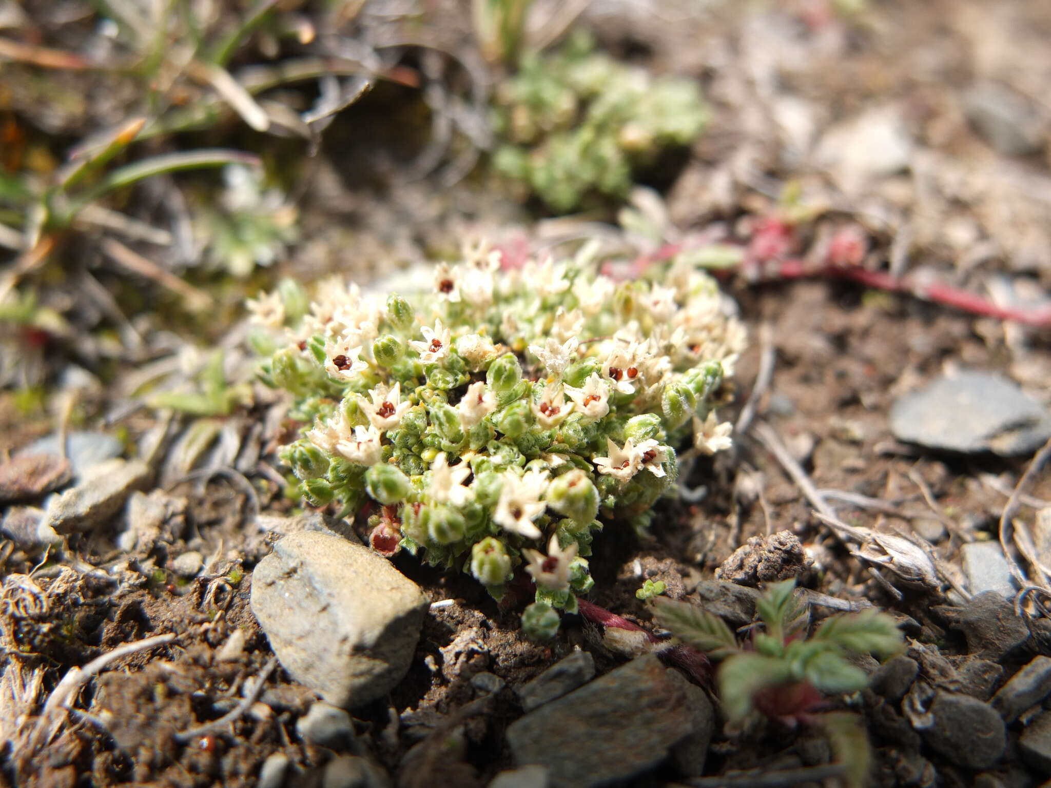 Plancia ëd Arenaria boliviana F. Williams