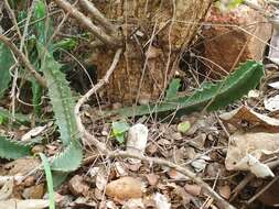 Plancia ëd Ceropegia kirkii (N. E. Br.) Bruyns