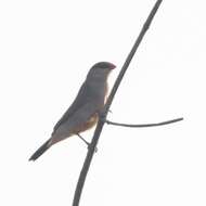 Image of Black-rumped Waxbill