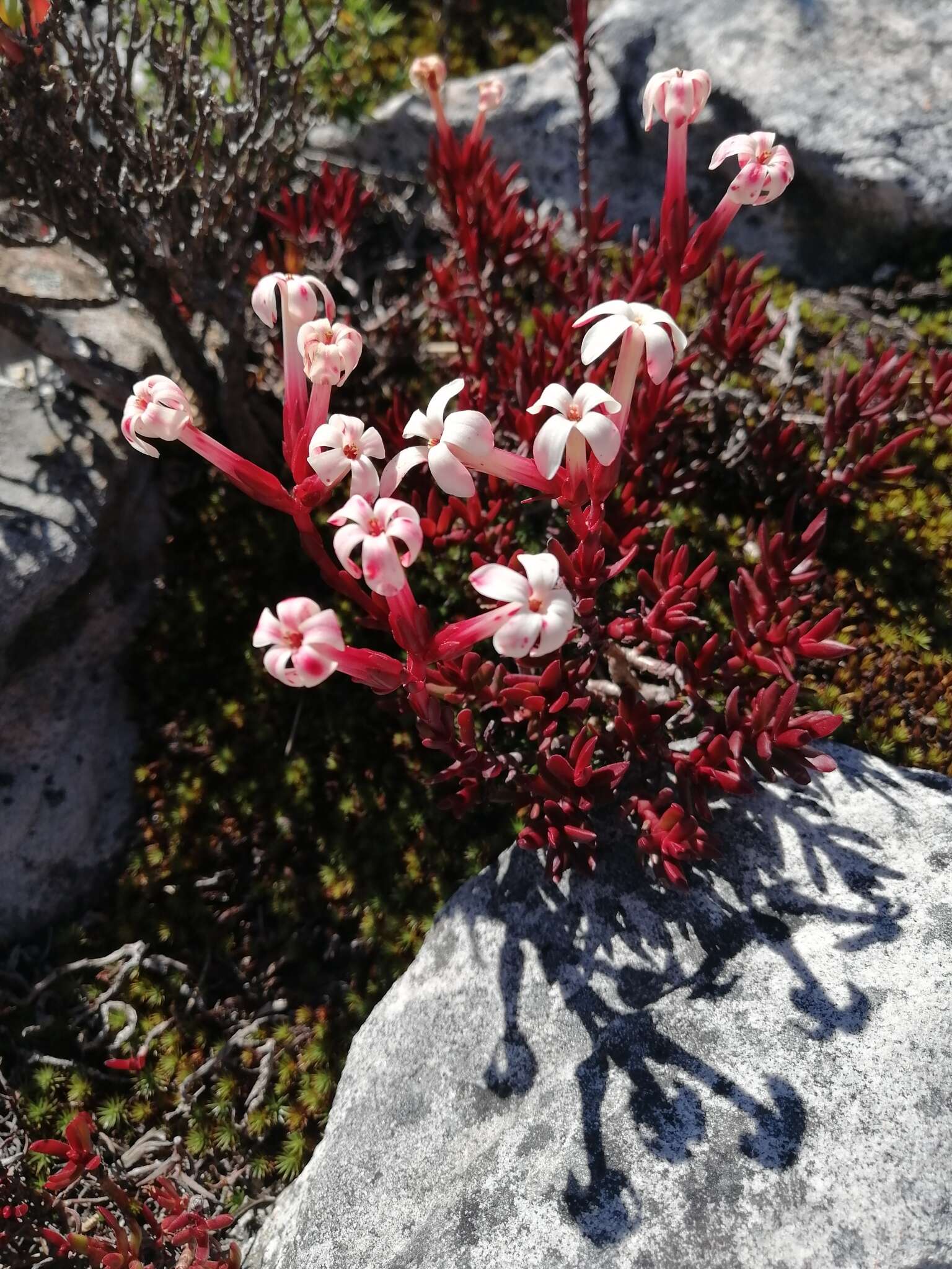 Image of Crassula obtusa Haw.