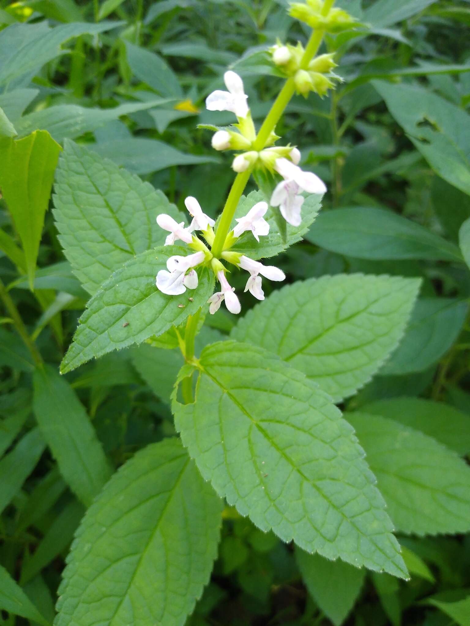 Stachys latidens Small resmi