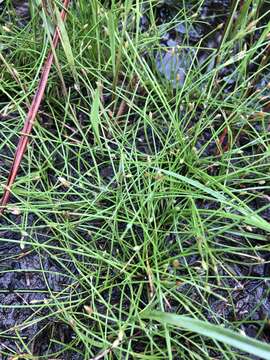 Eleocharis flavescens (Poir.) Urb.的圖片