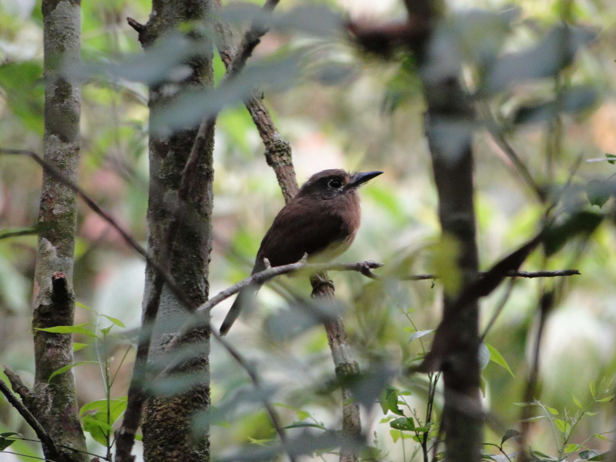 Imagem de Nonnula rubecula (Spix 1824)