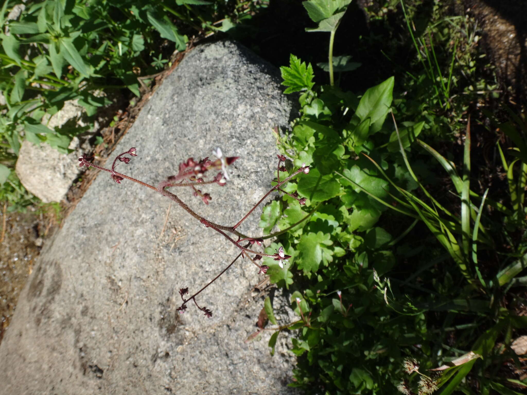 Image of Streambank Pseudosaxifrage