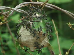 Image of Parachartergus fulgidipennis (de Saussure 1854)