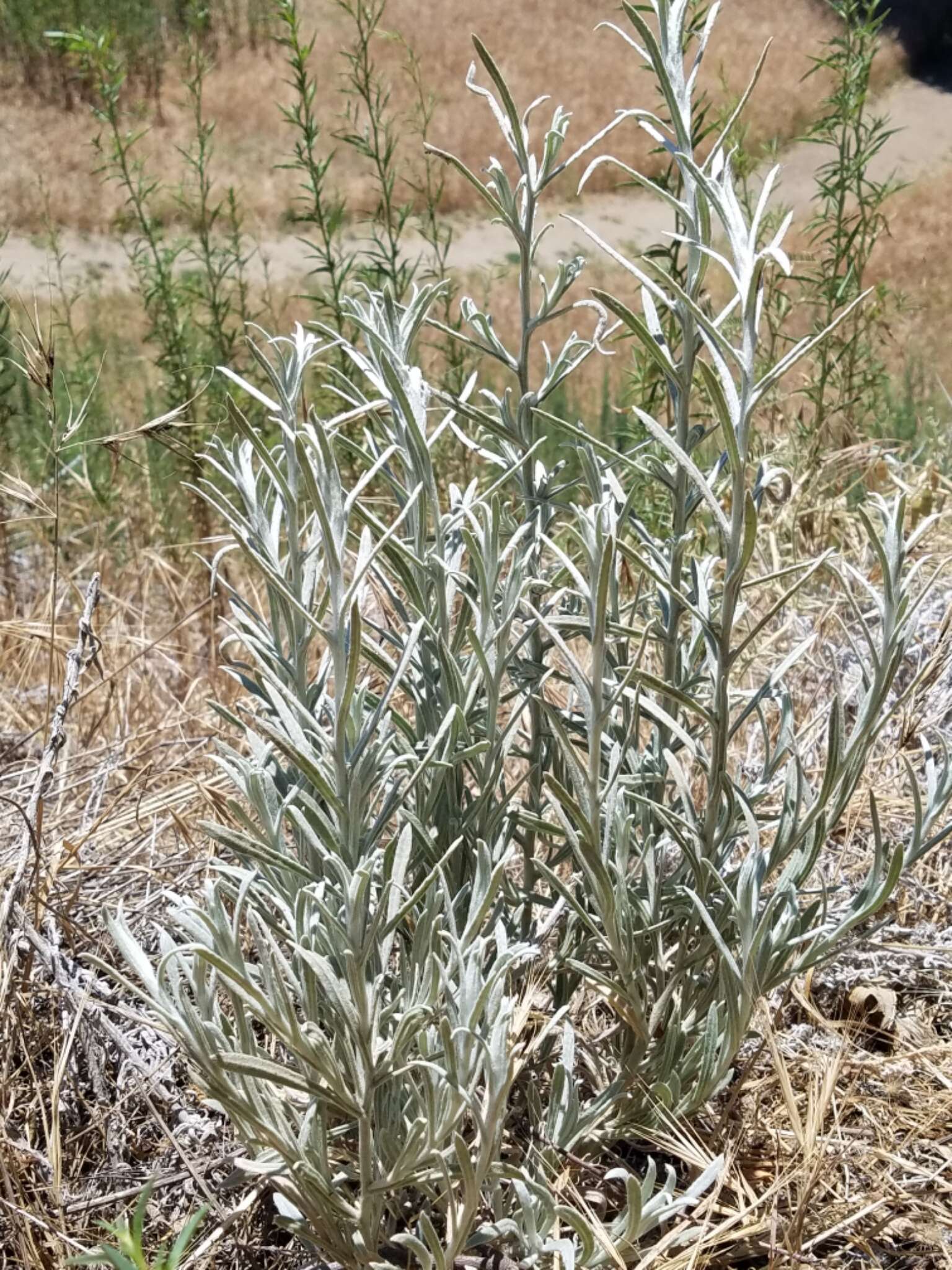 Image of Wright's cudweed