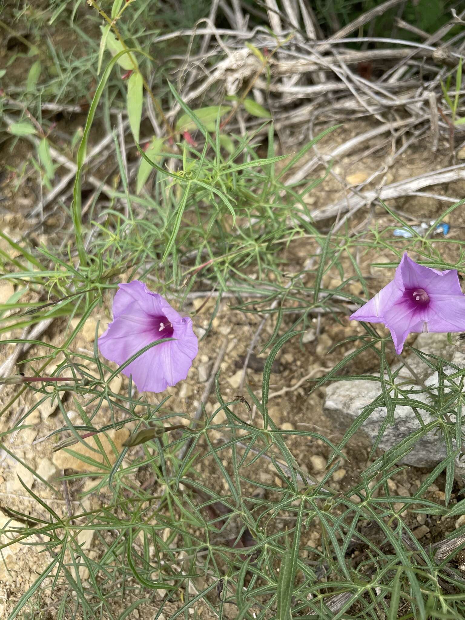 Sivun <i>Ipomoea <i>ternifolia</i></i> var. ternifolia kuva