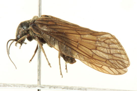 Image of <i>Sialis hamata</i> Ross 1937