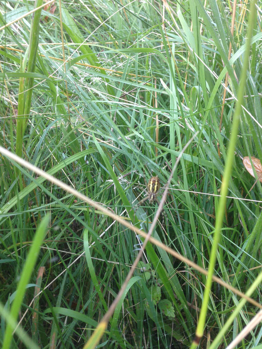 Image of Barbary Spider