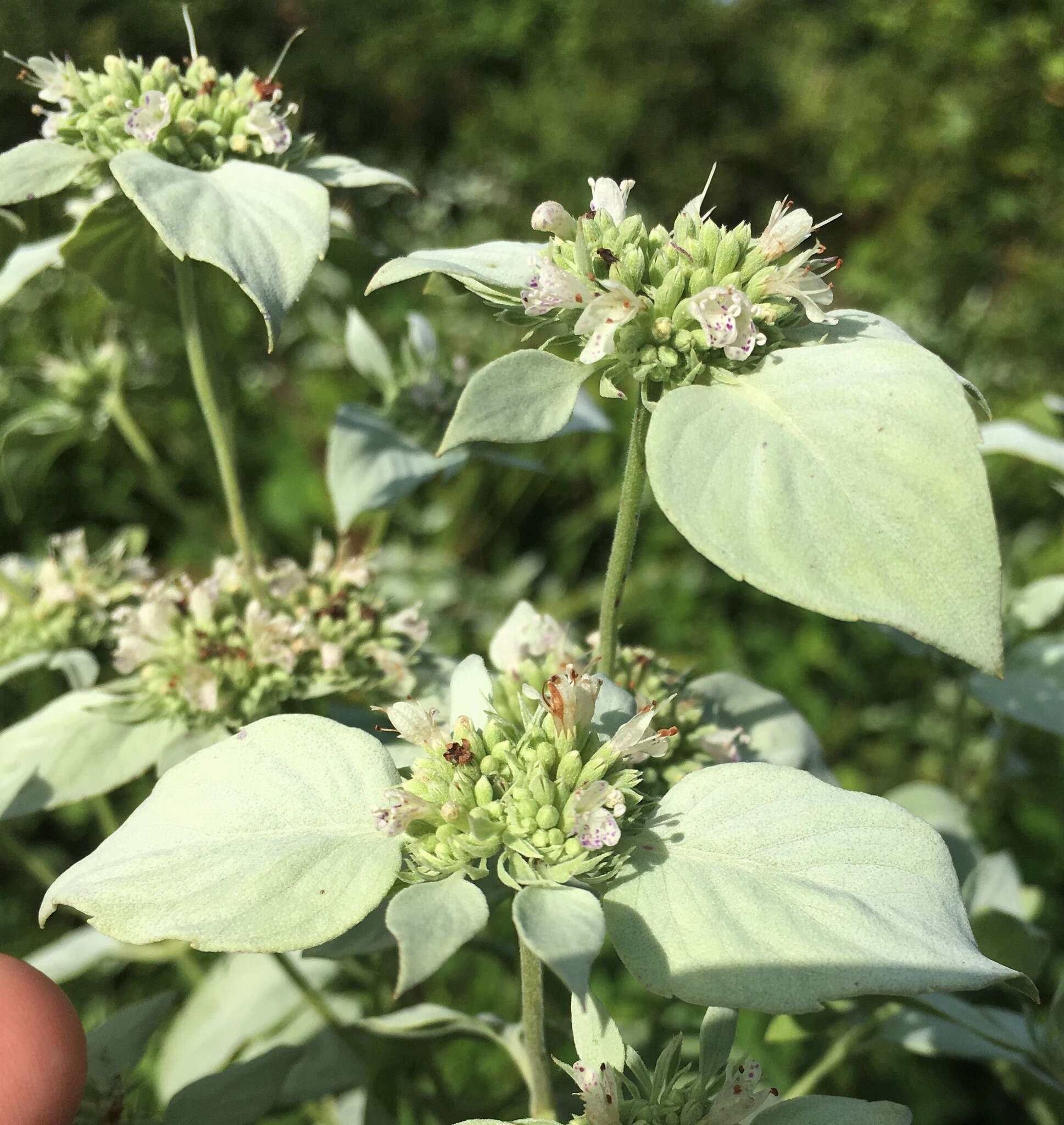 Image of Florida Mountain-Mint