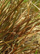 Image of Carex punicea K. A. Ford