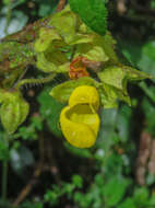 Image of Calceolaria perfoliata L. fil.