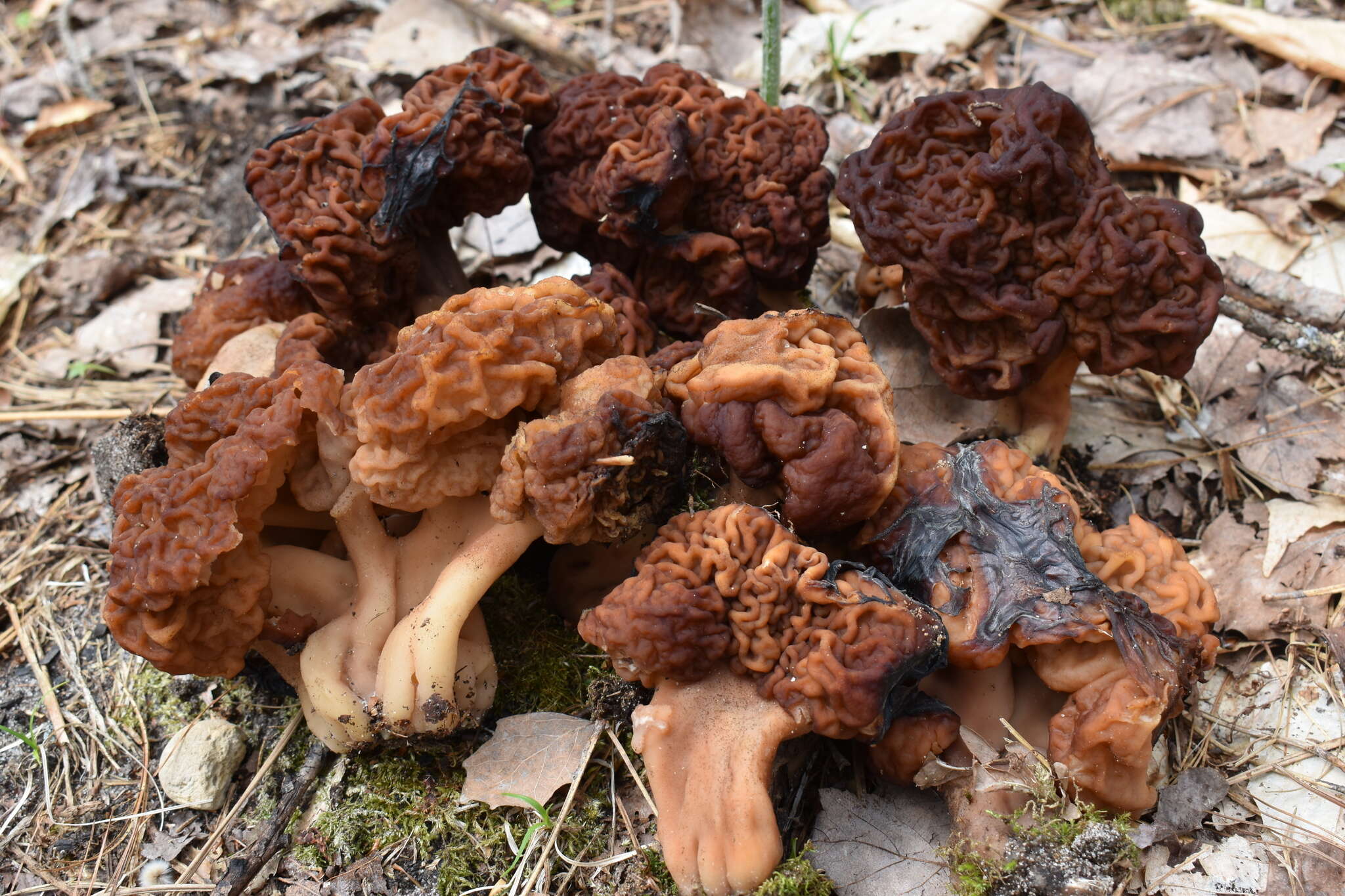 Gyromitra venenata Hai J. Li, Z. H. Chen & Zhu L. Yang resmi