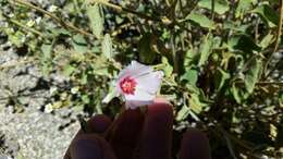 Imagem de Hibiscus denudatus Benth.