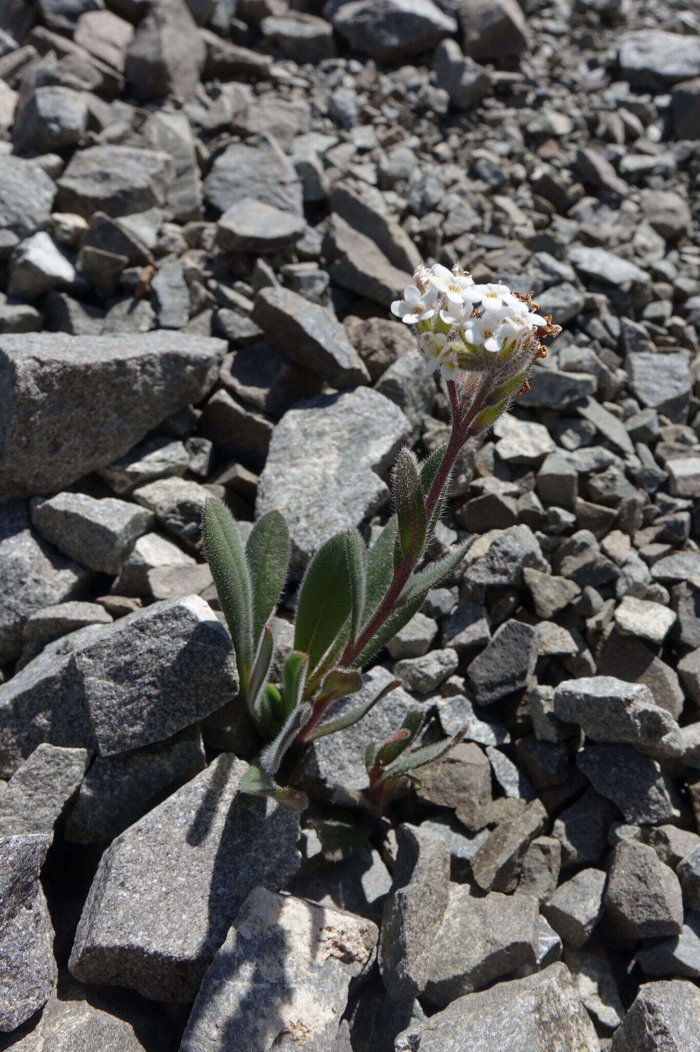 Imagem de Myosotis traversii var. cantabrica L. B. Moore