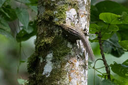 Image of Alexander's Bush Squirrel