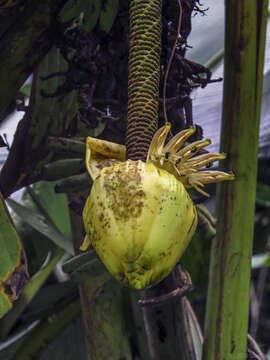 Image of Musa borneensis Becc.