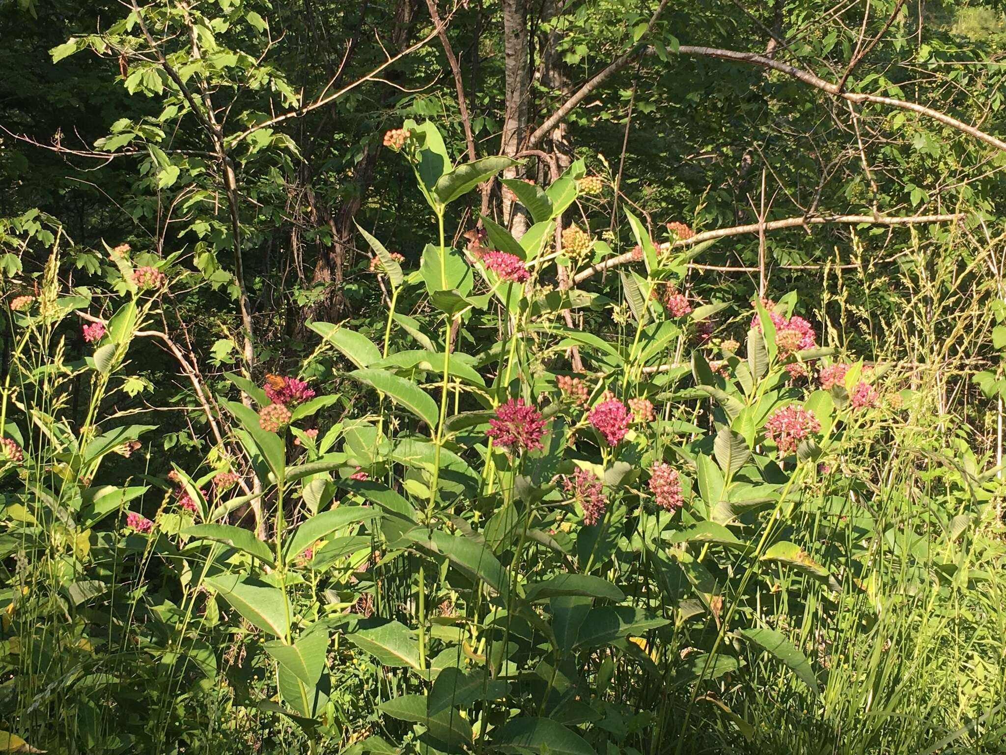 Image of purple milkweed