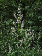 Image of Nepeta nuda L.