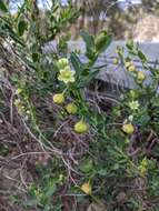 Image de Phyllanthus calycinus Labill.