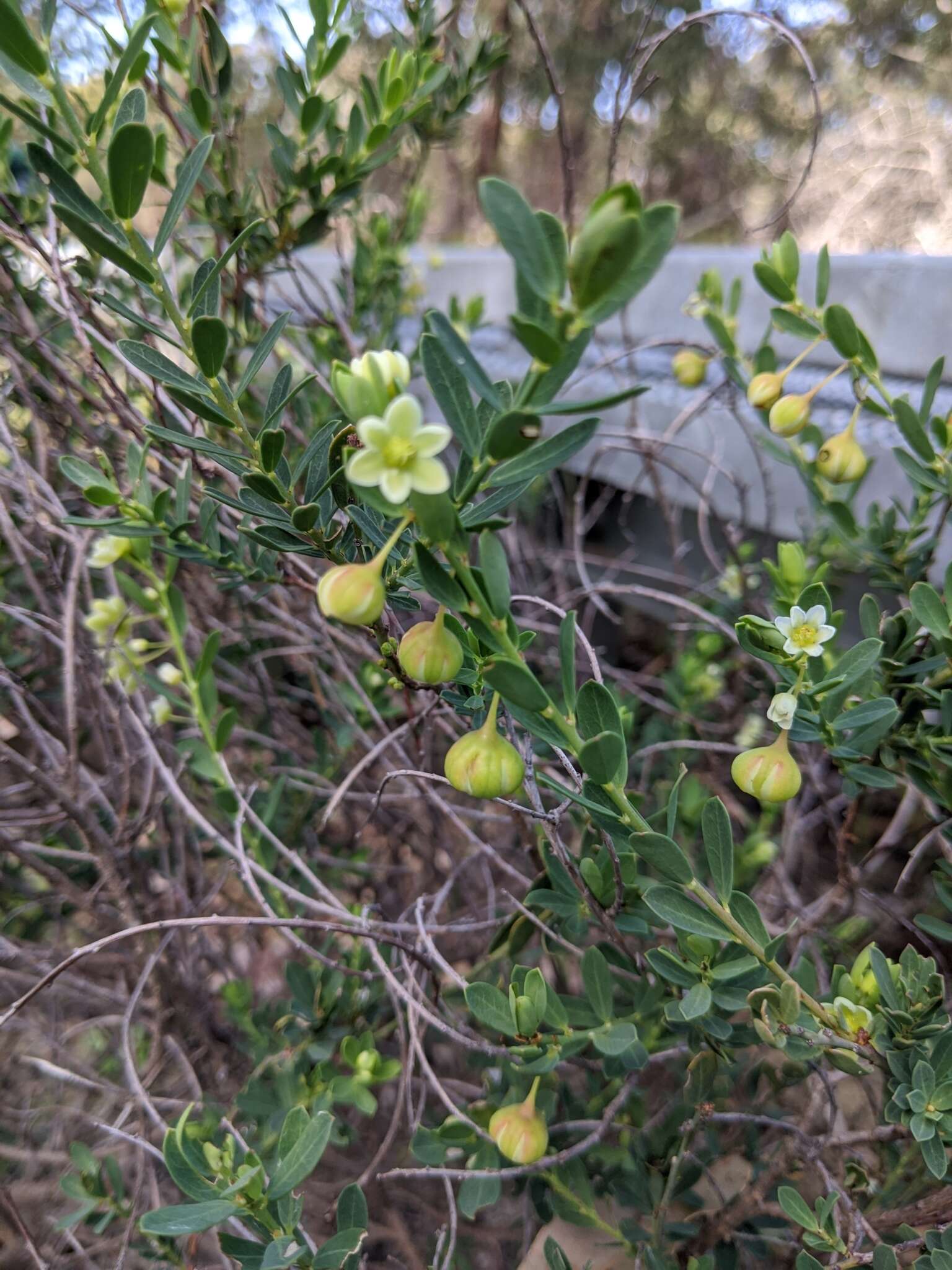 Image of False Boronia