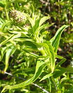 Image of Mentha longifolia subsp. capensis (Thunb.) Briq.