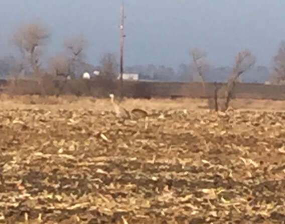 Image of Sandhill Crane