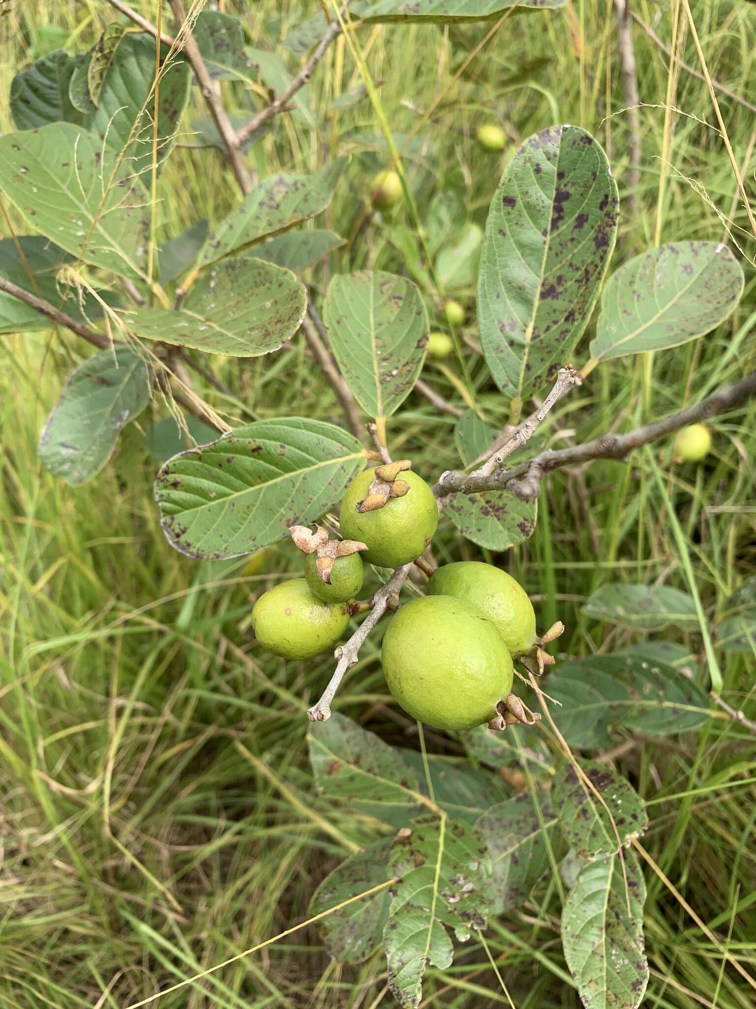 Sivun Brasilianguava kuva