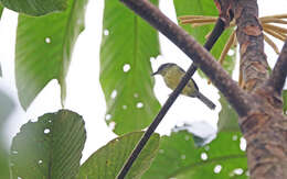 Image of Yellow-breasted Antwren