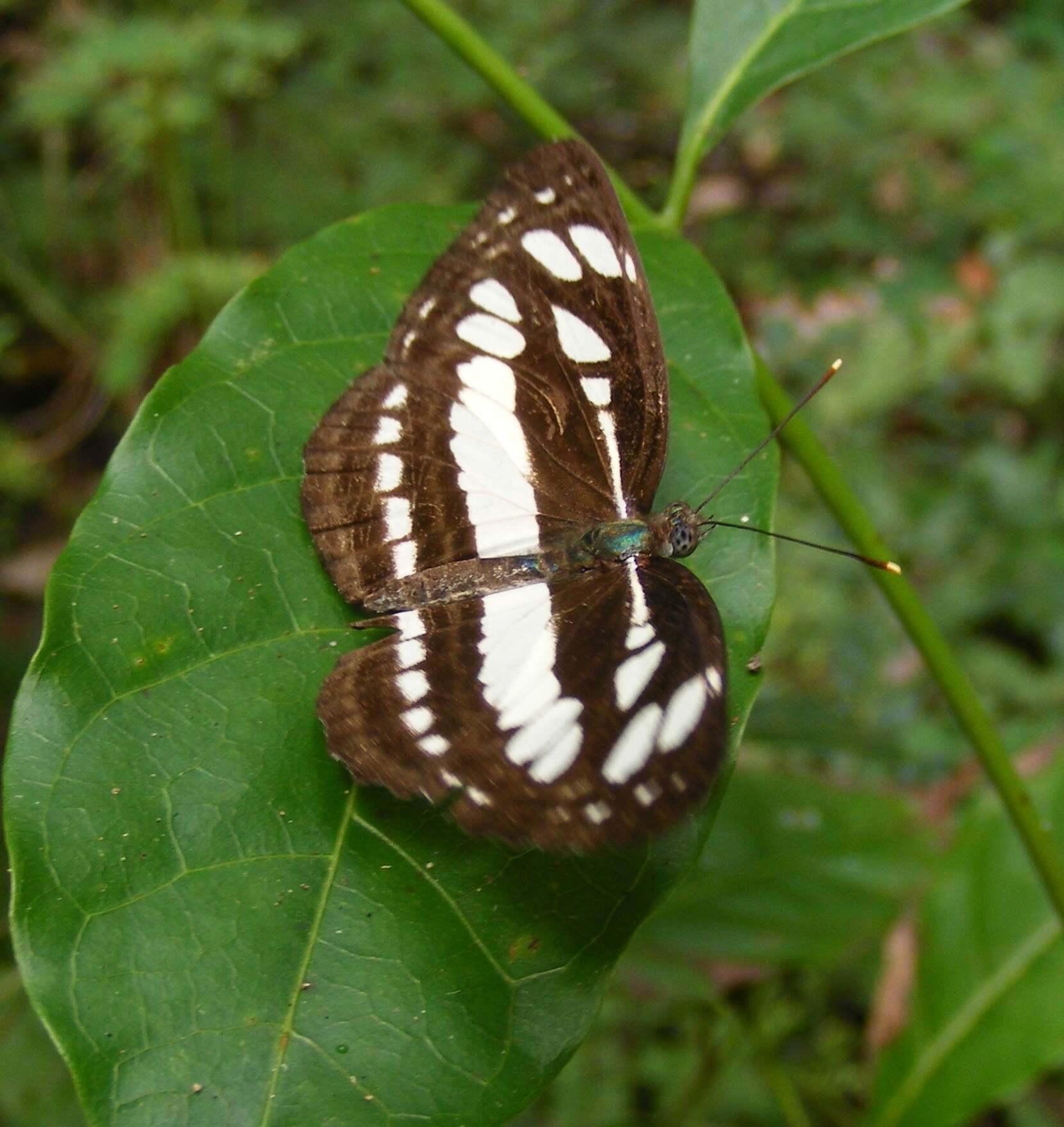 Image of Common Sailor