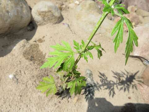 Image of Chinese motherwort