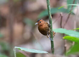 Image of White-throated Antbird