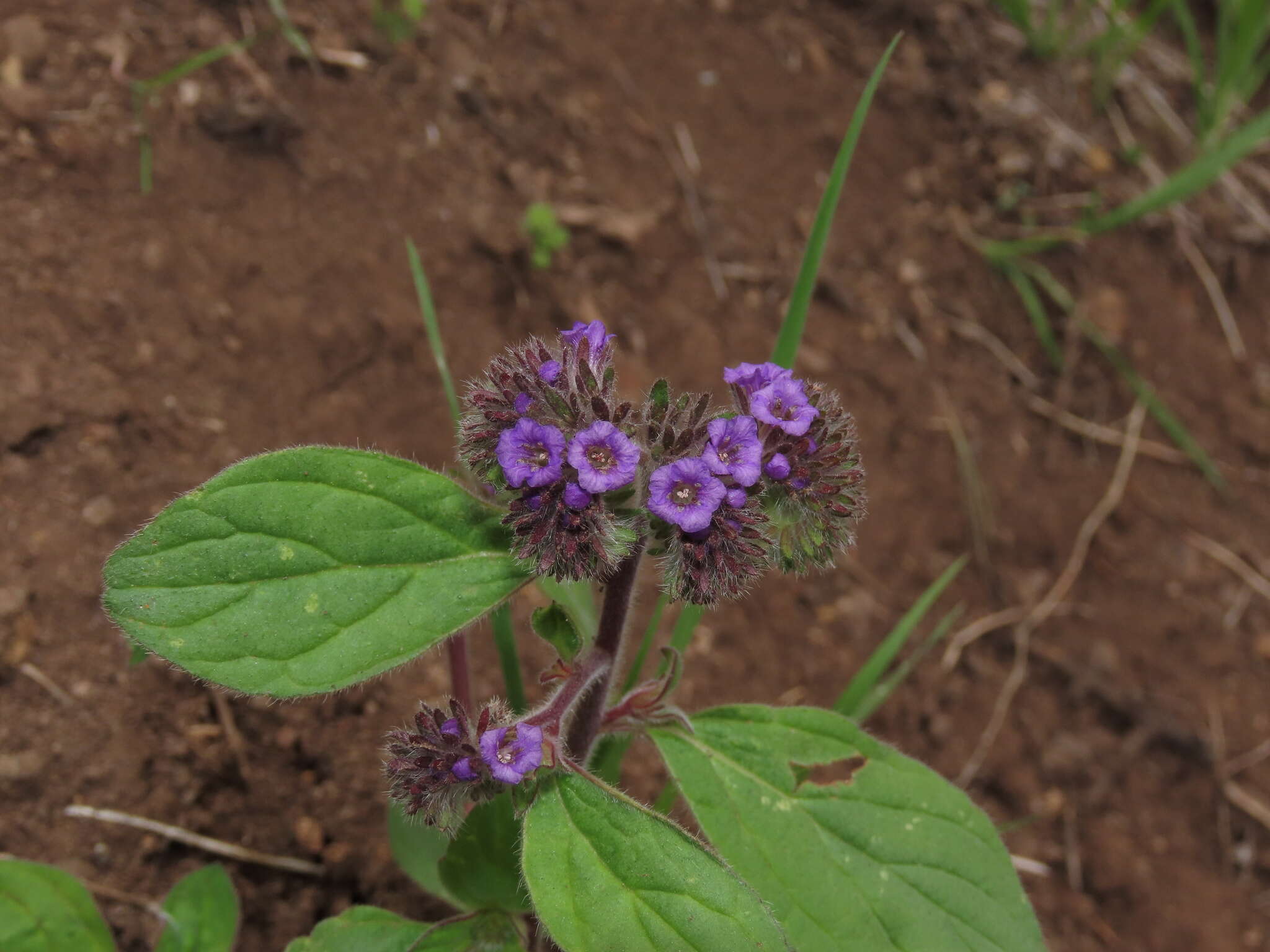 Image of Phacelia brachyantha Benth.