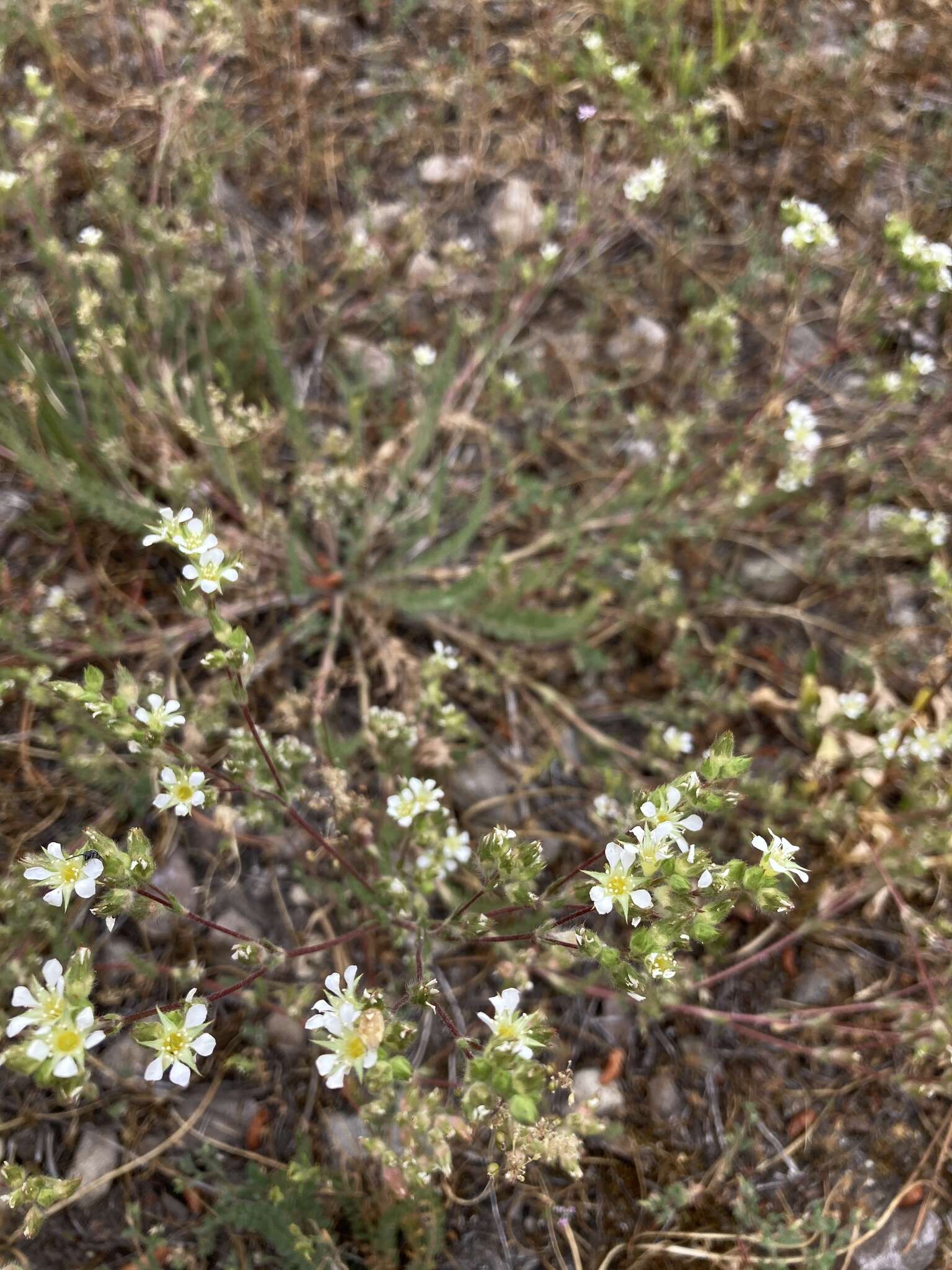 Image de Ivesia sericoleuca (Rydb.) Rydb.