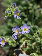 Imagem de Polemonium eddyense Stubbs