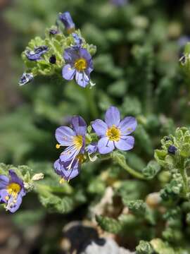 Image of Mount Eddy Jacob's-ladder