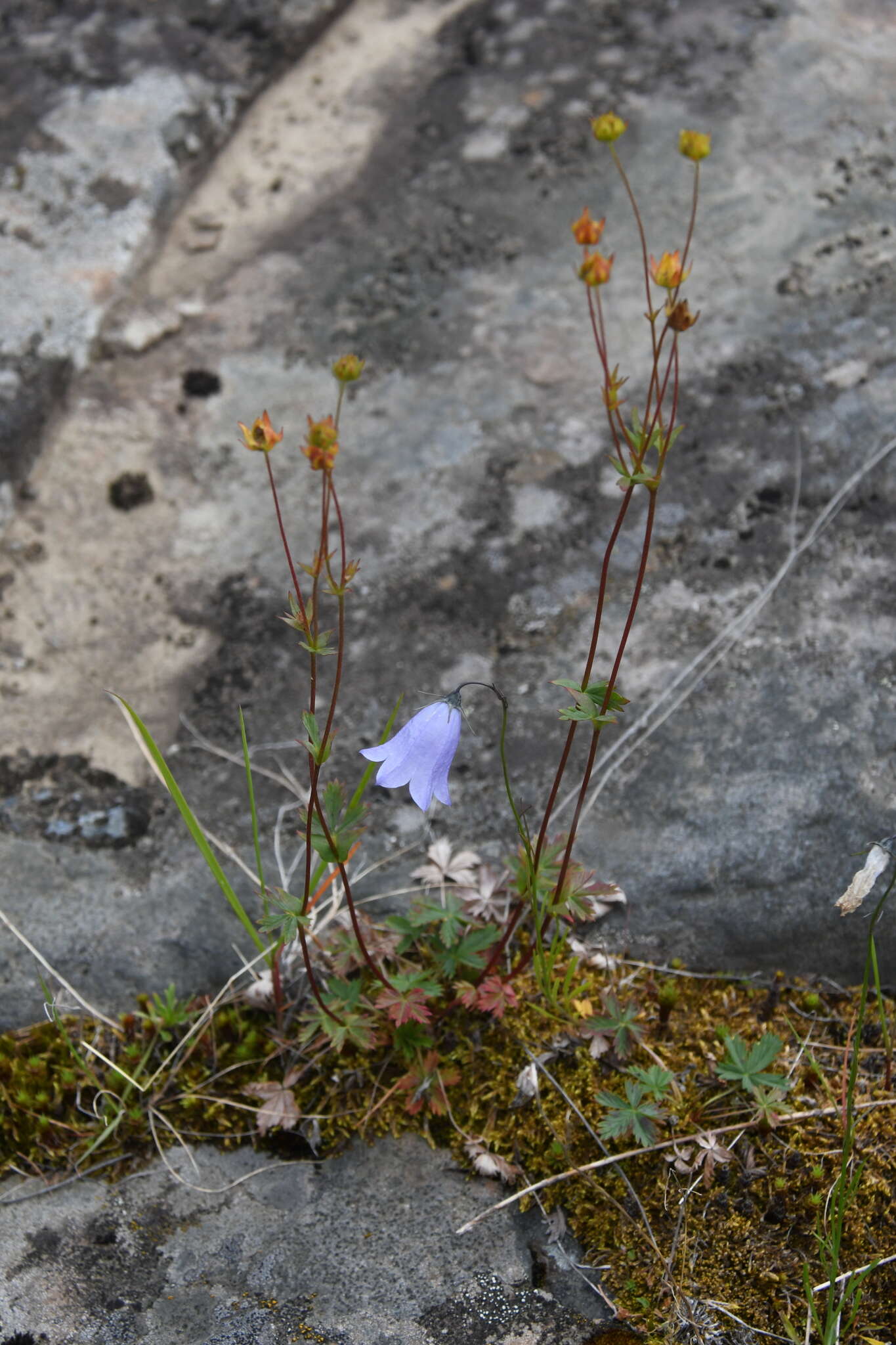 Image of reddish cinquefoil