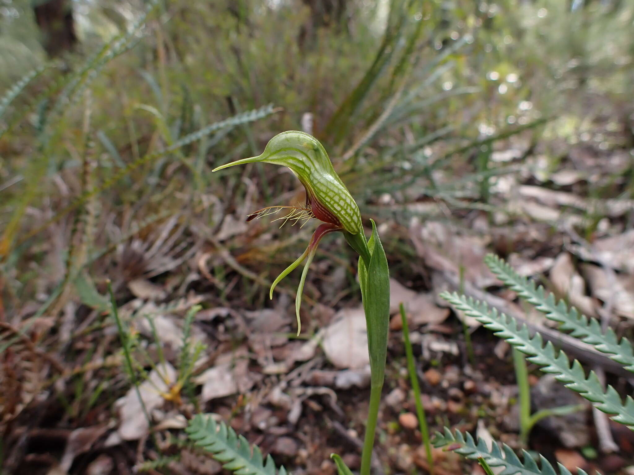 Image of Bird orchid