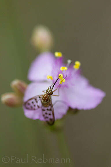 Imagem de Poecilognathus punctipennis (Walker 1849)