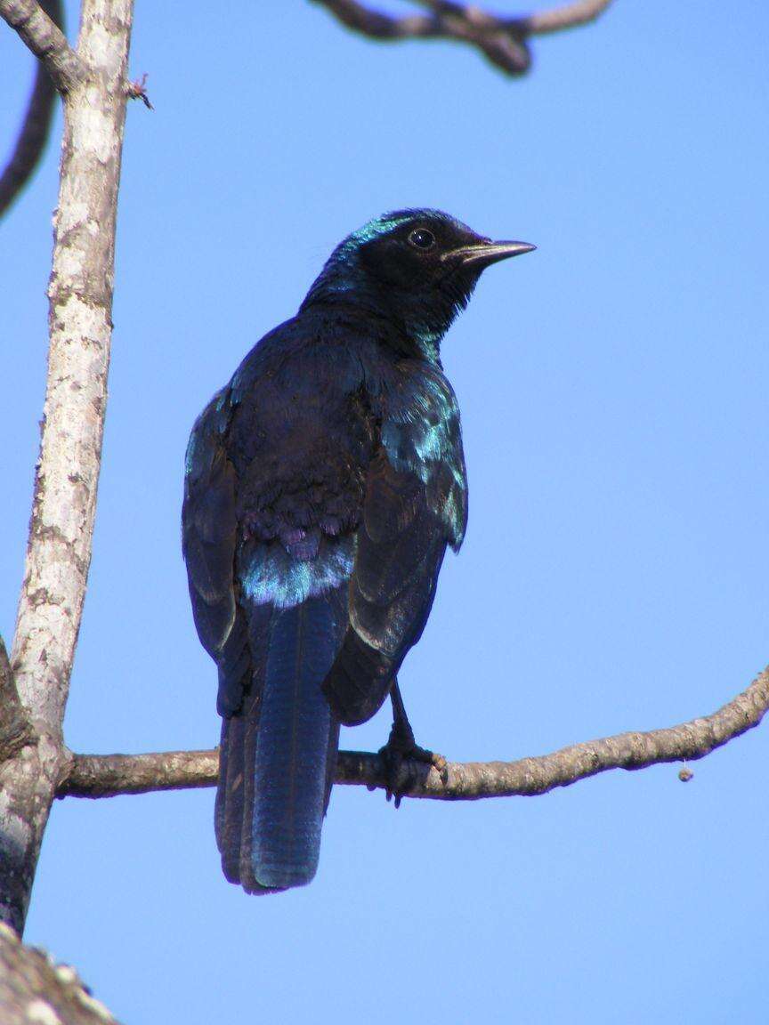 Image of Burchell's Glossy-Starling