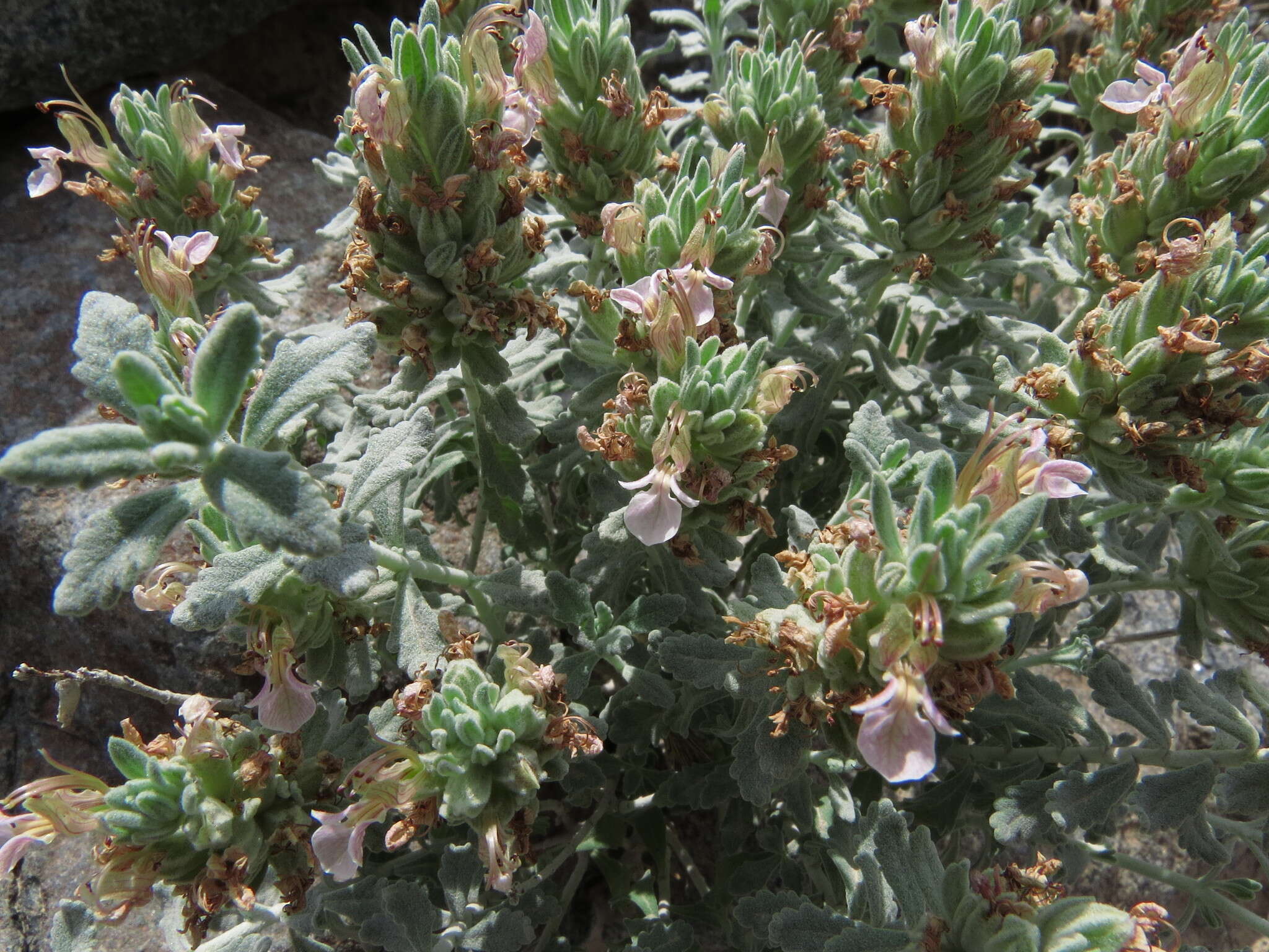 Image of Teucrium stocksianum Boiss.