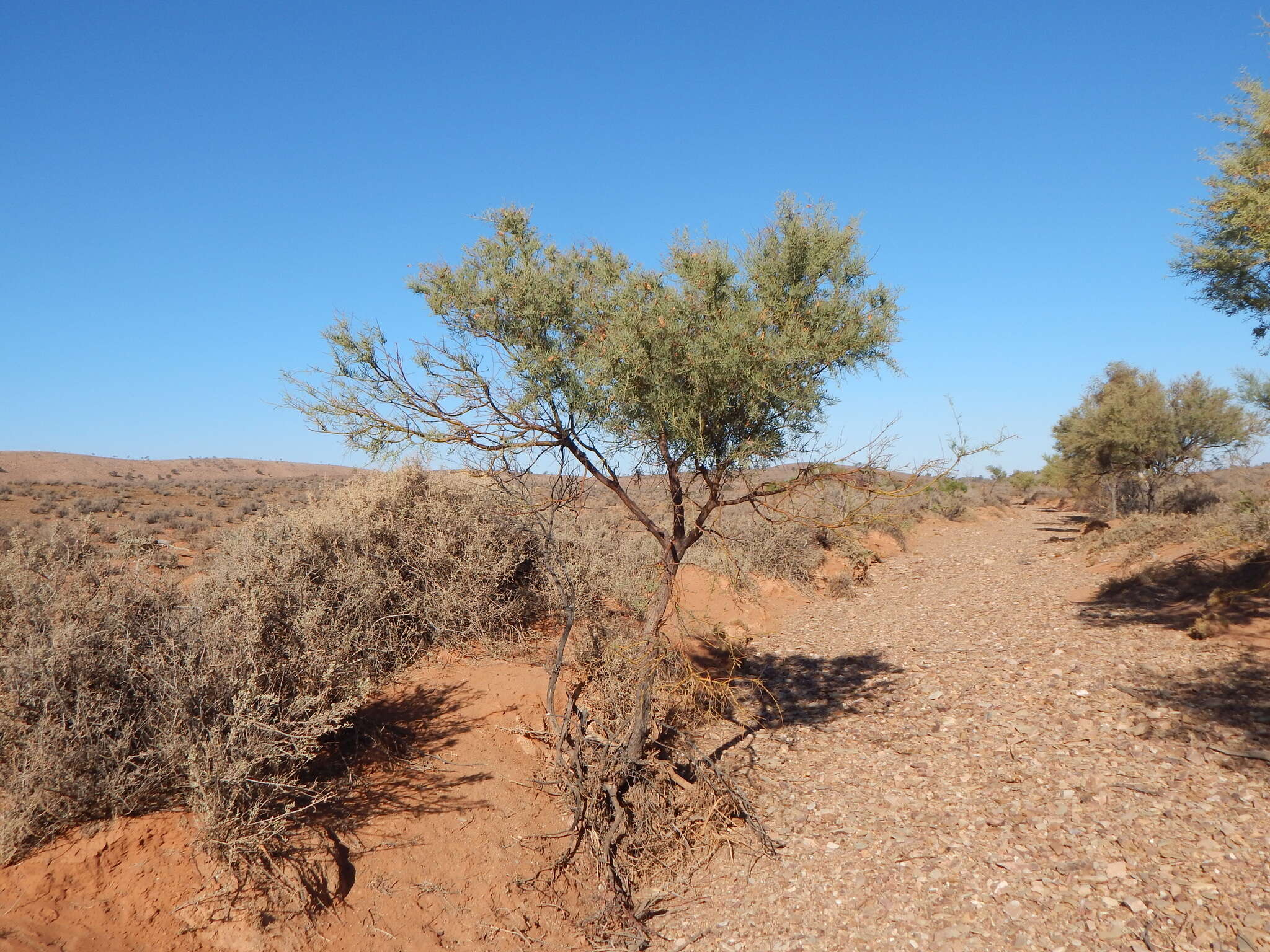 Imagem de Acacia victoriae subsp. victoriae