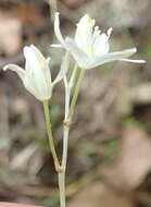 Image of Ornithogalum rogersii Baker