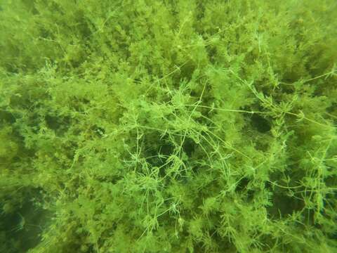 Image of Opposite Stonewort