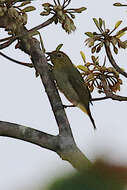 Imagem de Zosterops citrinella Bonaparte 1850