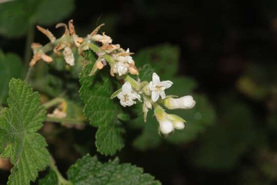 Image of whiteflower currant