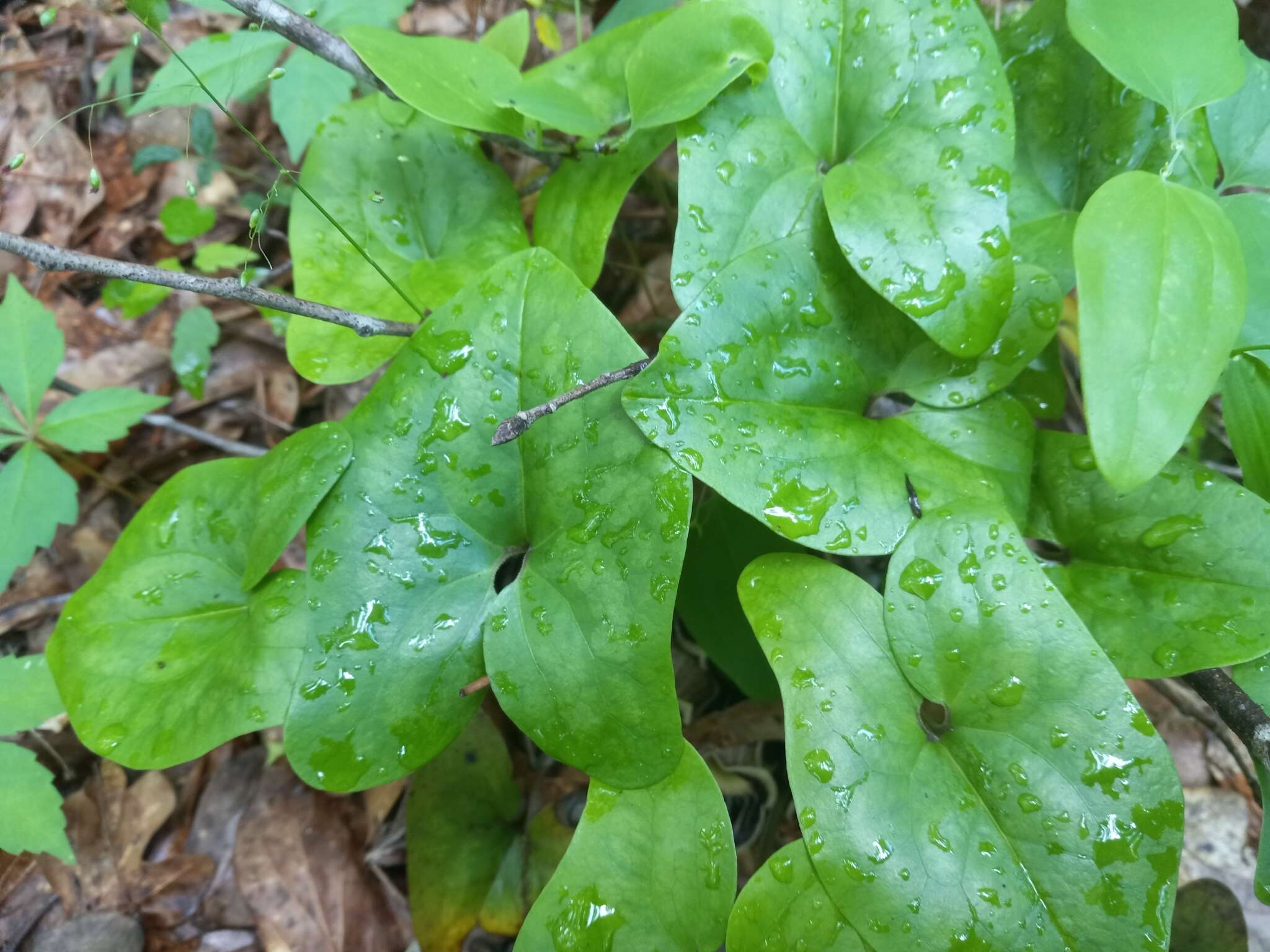 Image de Hexastylis speciosa Harper