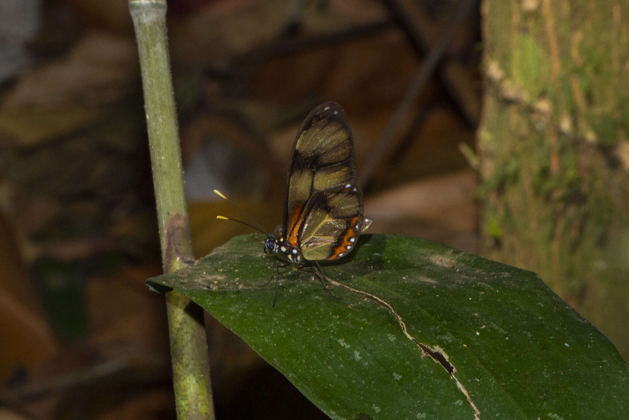 Image of Callithomia lenea Cramer 1782