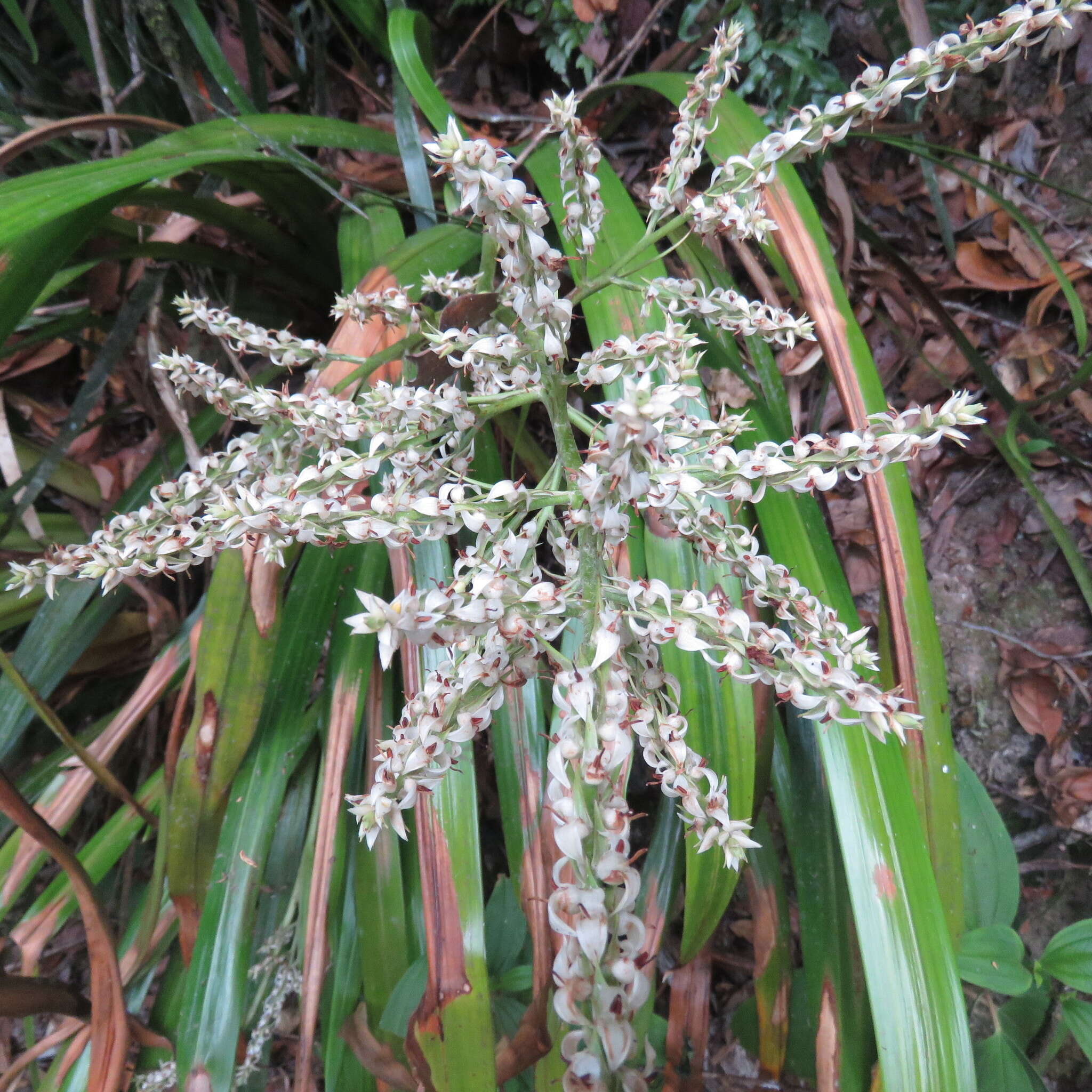 Image of Helmholtzia acorifolia F. Muell.